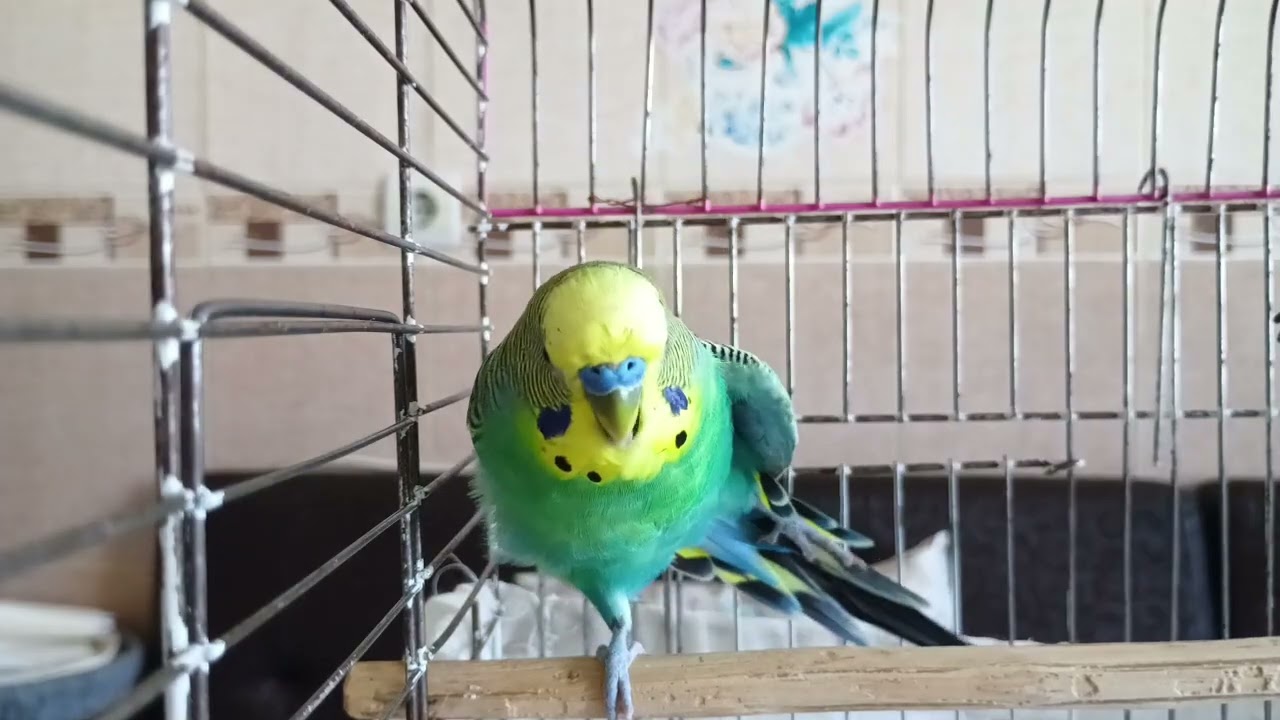 Çok Mutlu 57 dakika - Muhabbet kuşu Mutluluğu - -KUŞUNUZA DOST SESLER