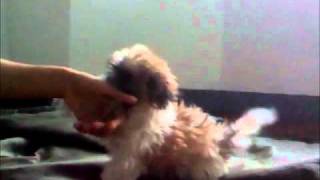 Download Lagu siakol-aso MP3