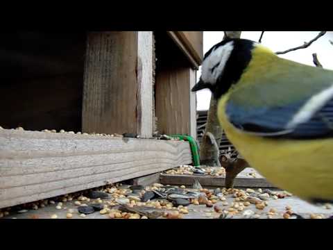 Video: Hranjenje Ptica Zimi: Ideje Za Domaće Poslastice