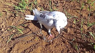 افضل طريقة لصيد الحمام بالفخ بسيط وفعال Pigeon trap Hunting