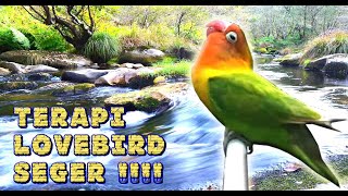 TERAPI LOVEBIRD MACET BUNYI DENGAN SUARA ALIRAN AIR