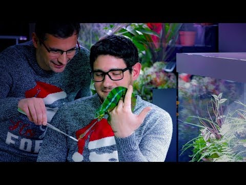 Video: Cupid’s Dart Plant Info: Tipps für den Anbau von Cupid’s Dart Flowers