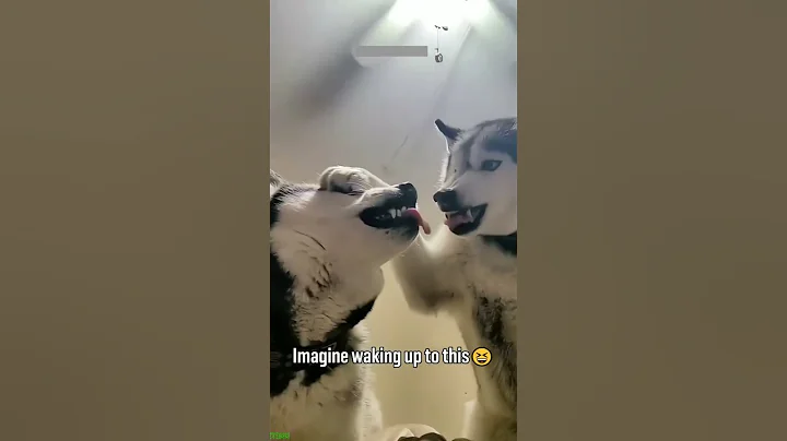 Video 11220221: funny cute cats talking, cucumbers funny cats, funny cat compilation