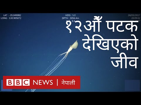 संसारभरमा १२ पटक देखिएको जलचरको भिडिओ