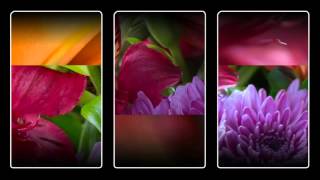 A Video of Mother's Day flowers! screenshot 1