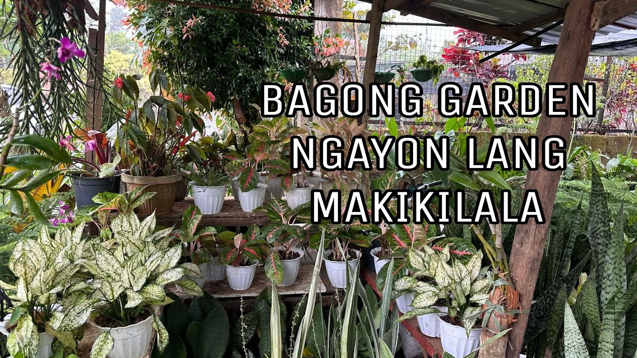 JACKPOT SPOTTED BAGONG PUNTAHAN @BENGANDMARLONSGARDEN
