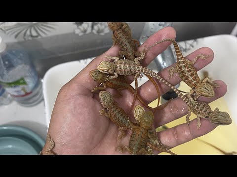 Video Nuôi bò sát: Bổ sung men và vitamin cho Rồng úc - đàn... - youtube