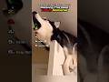 Ranking The Best Husky Moments