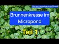 Brunnenkresse im Micropond? Lets go!