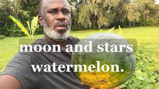 Moon and stars watermelon. 2023