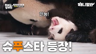 Our Forever Panda Baby, A Chronicle Of Fu Bao