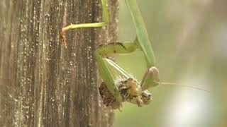 Praying Mantis Hunting