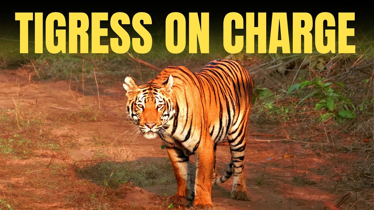 Tigress On Charge - Thrilling Safari | Tadoba  - 4K Video