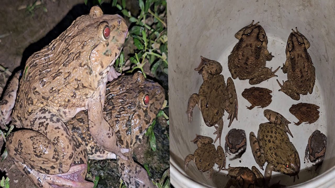 Catch funny frogs 🐸 | frog fly funny catching | frog jump funny catching | animals funny frog 🐸 😆