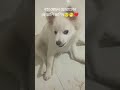 meri jann😚❤️🤌#cute #doglove #dogvideos #love #viralvideo #likeandsubscribe #dogshorts #love