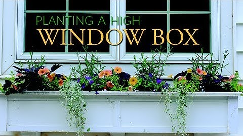 How to plant a high window box