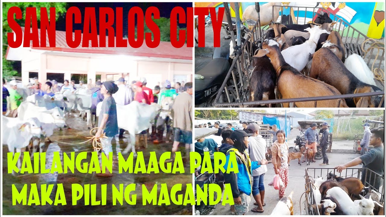 March 16, 2024 Update  Presyo ng Baka at Kambing  San Carlos Livestock Market in Pangasinan
