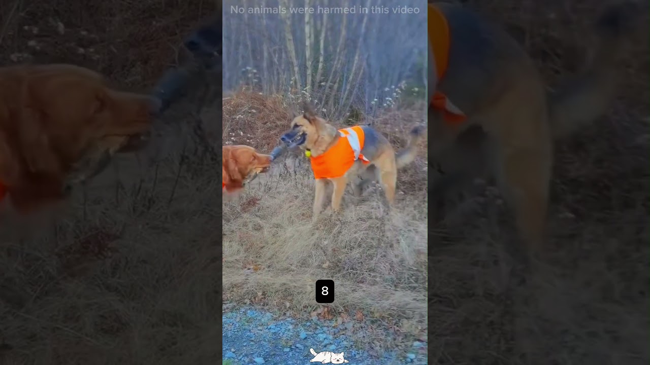 Funny Dogs With Sticks🪵🤣 Wich One Is Your Favorite?