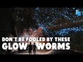 New Zealand Glowworms Eat Like Spiders