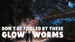 New Zealand Glowworms Eat Like Spiders