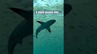 A Shark Glides Overhead at Frost Science Museum — Miami