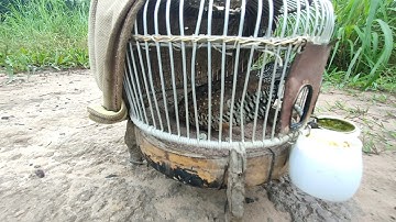 chuẩn tiếng cút mồi