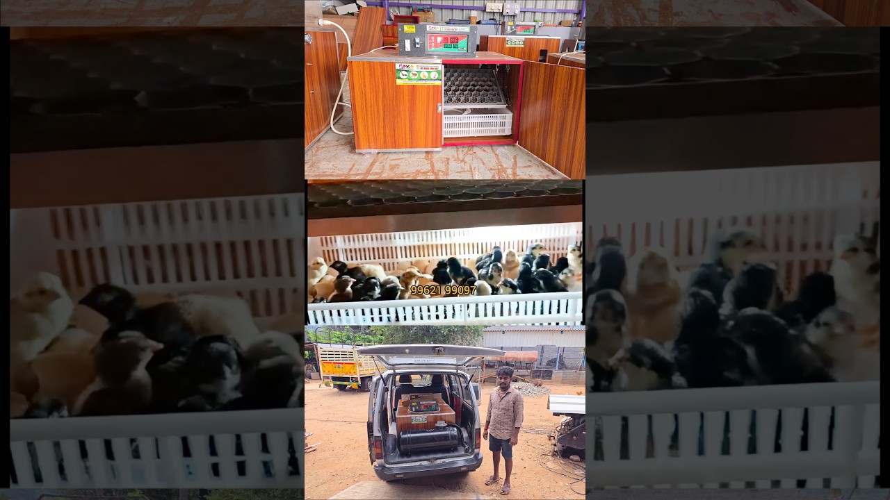 fully automatic incubator 100 eggs 