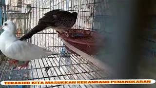 Cara Menjodohkan Derkuku Dengan Puter