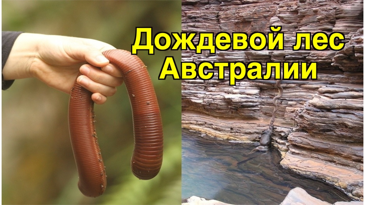 самый большой червь