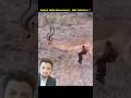 Wild Dogs vs Impala Fight Back 😳 | Brutal African Wild Dog Hunt | Nature Survival Moments