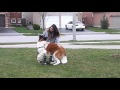10 Month old St Bernard sees owner again after 1 month