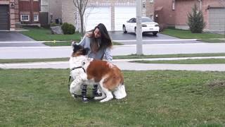 10 Month old St Bernard sees owner again after 1 month