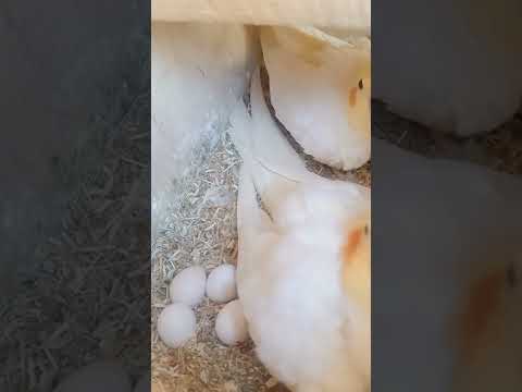 قص كوكتيل لاتيني عين حمراء للبيع