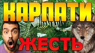 картинка: КАРПАТЫ ВОЛКИ ПРИШЛИ К НАМ / ЖЕСТЬ В ПОХОДЕ / ГЕН ВЫСОТЫ