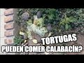 es bueno el calabacin para mi tortuga?