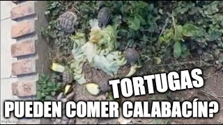 es bueno el calabacin para mi tortuga?