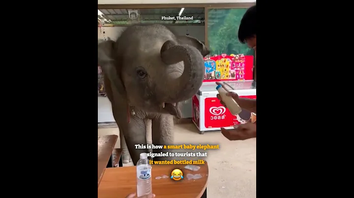 Smart baby elephant 'asks' tourists for bottled milk in Thailand - DayDayNews