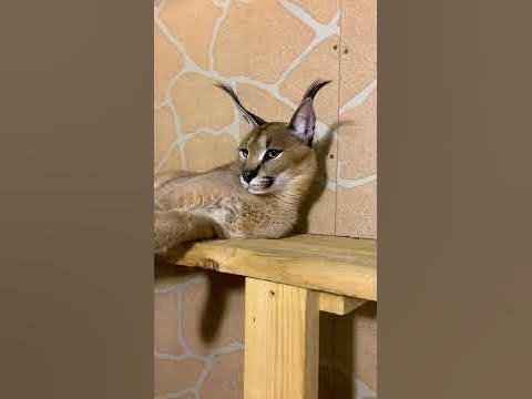 Как каракалы реагируют на незнакомых людей 🙀 - YouTube