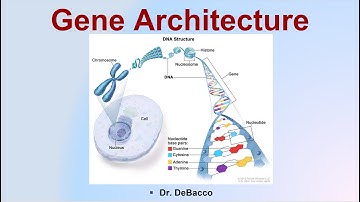Gene Architecture
