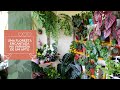 UMA VERDADEIRA FLORESTA NA VARANDA DE UM APARTAMENTO | Muitas folhagens em um pequeno espaço.