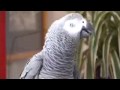 Epic Talking Parrot Mimicks Call of Duty