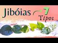 Tipos da planta Jibóia - COM NOMES!