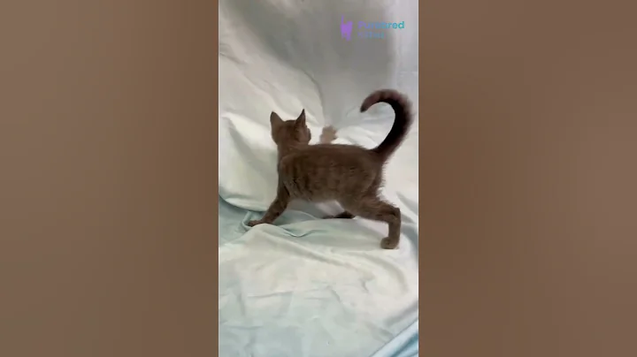 Video 10833781: russian blue kitten, sweet russian blue, hypoallergenic