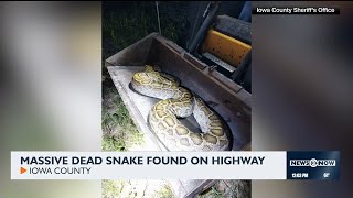 Owner comes forward after giant snake found dead in Iowa Co. Profile