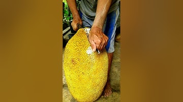Such A Big Ripe Jackfruit! #youtubeshorts #warriorbrosfarms #shorts #jackfruit