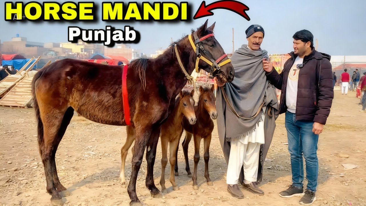 Horse Mandi In Pakistan | Horse Mandi In Punjab | Ghorda Mandi In Pakistan | Horse For Sale 