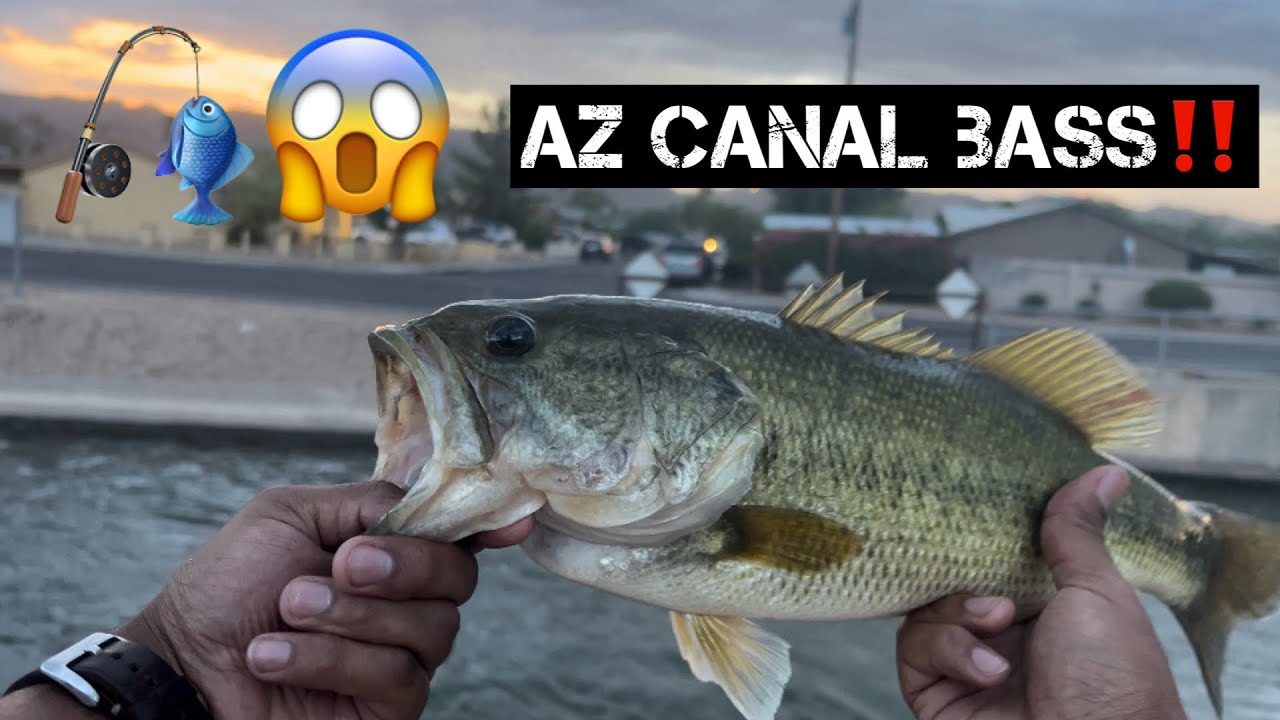 Arizona Bass Fishing! (Canal Bass) #fishing #bassfishing #bass #fish #youtube