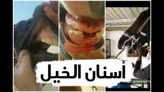 فرس تكسرت اسنانها !! شرح حول اسنان الخيل ومعرفة عمر الجواد برد الاسنان ومعلومات عامة