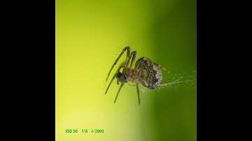 Quarantine  Photography ideas.  Macro Flash Diffuser Improvisation