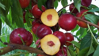 : NECTARINE RED JINE \   
